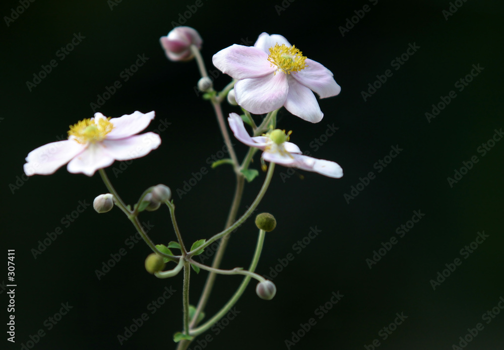 wild flower wild flower