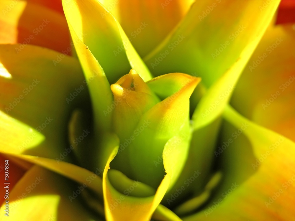 Fotografija bromeliad
