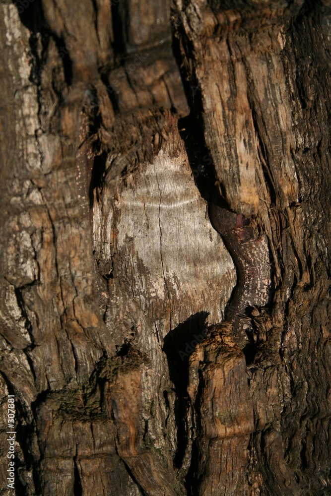 tree bark 3