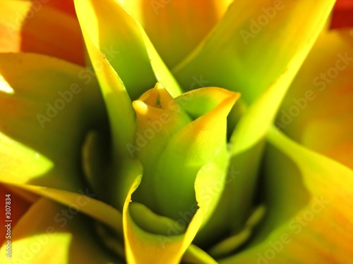 Fotografija bromeliad