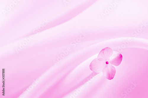 pink background with flower.