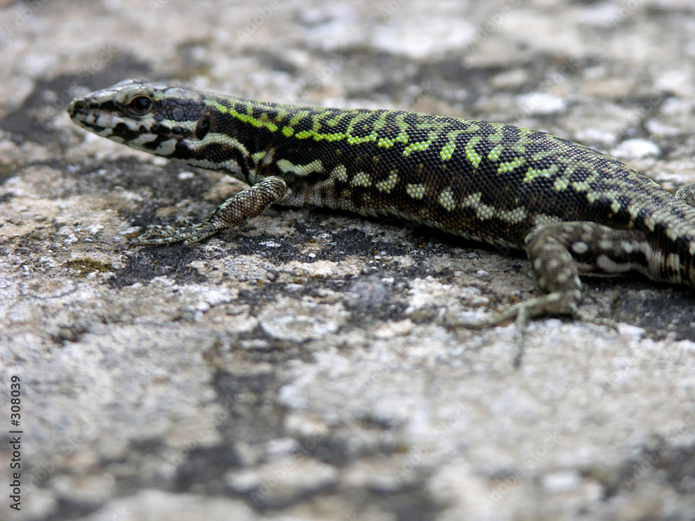 italian lizard italian lizard