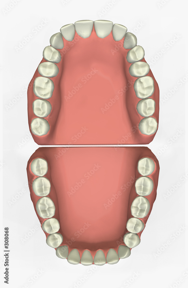 3d dental chart Stock Illustration | Adobe Stock