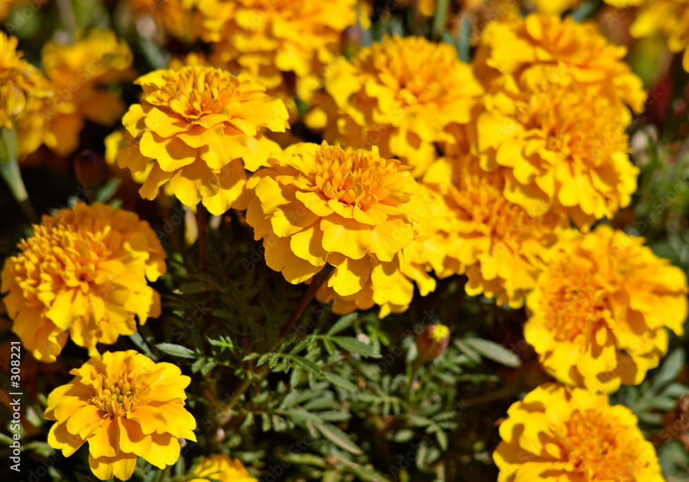 yellow spring flowers yellow spring flowers