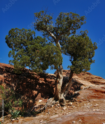 life from a rock...
