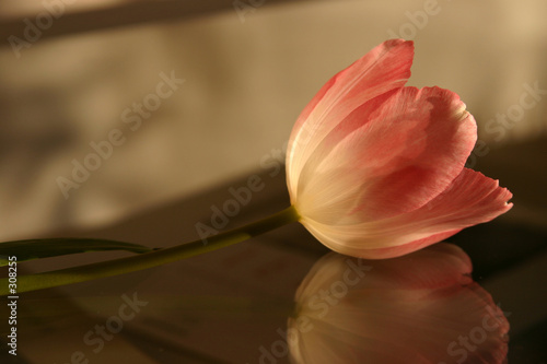 rosa tulpe2