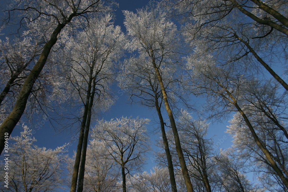 winterbuchenwald winterbuchenwald