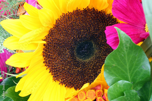 sonnenblume
