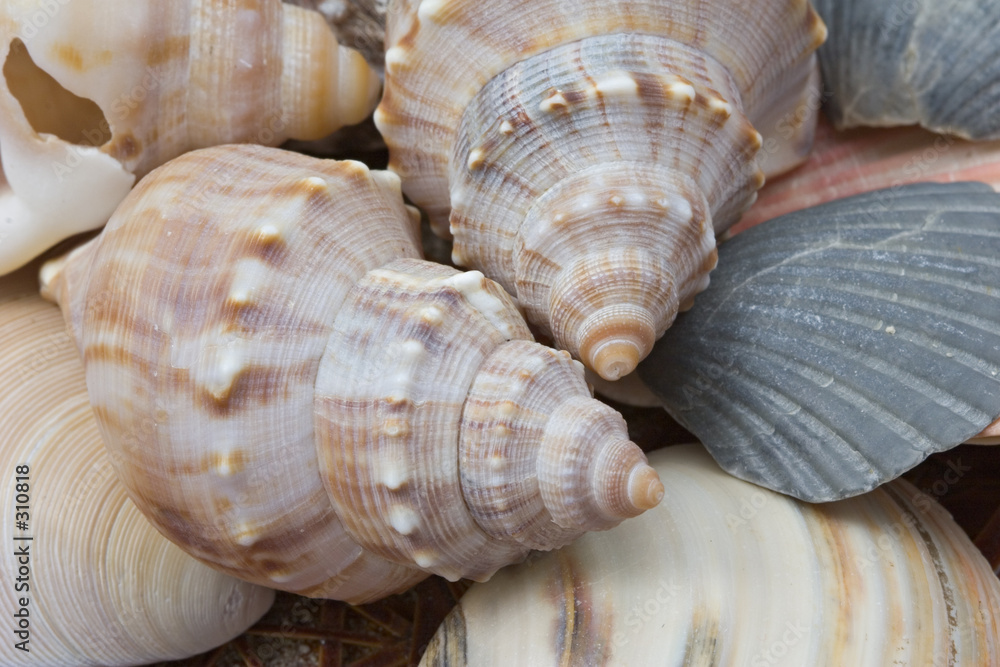 sea shells sea shells