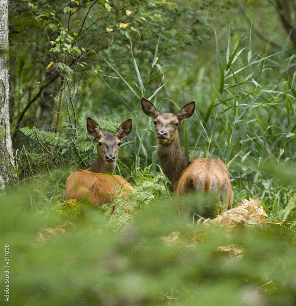 Fotografie animaux de la foret