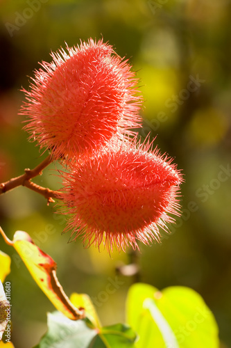 bloom, lipstick tree, hoomaluhia botanical gardens photo