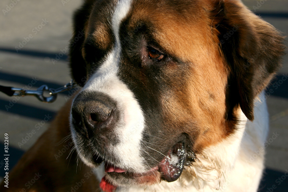 st. bernhards st. bernhards