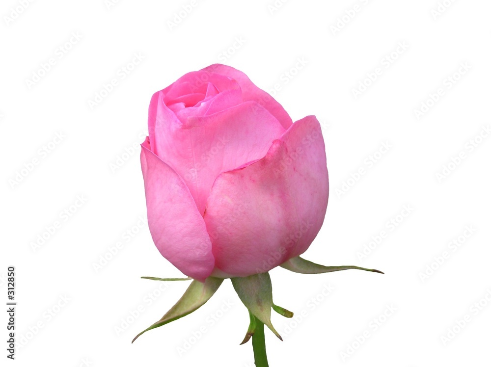 bud today, bloom tomorrow