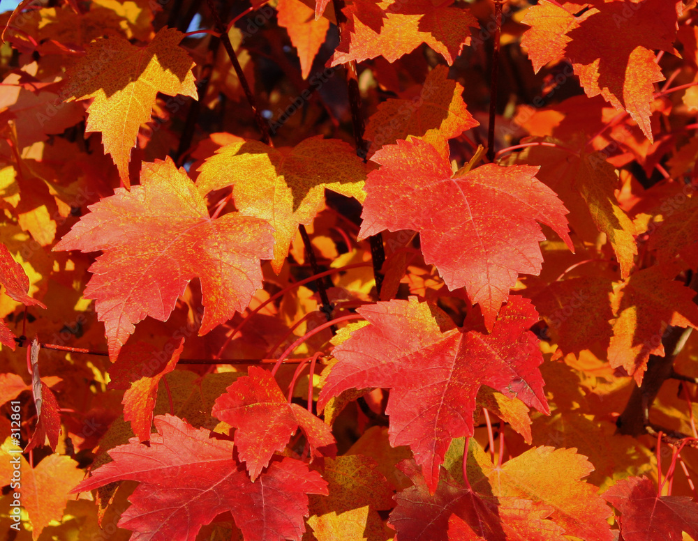 fall maple leaves a