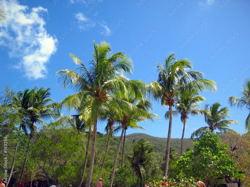 Fotografie palm trees of st. john