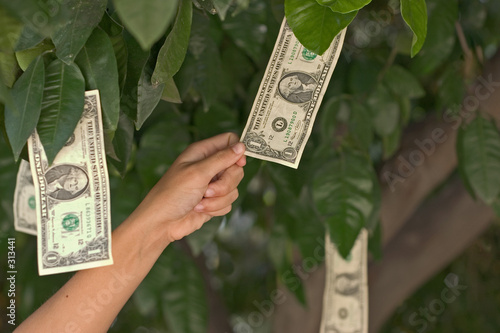 money tree
