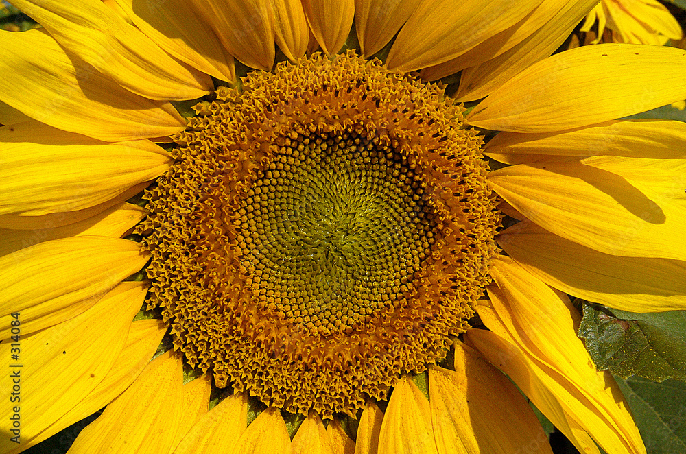 Obraz premium tounesol 10