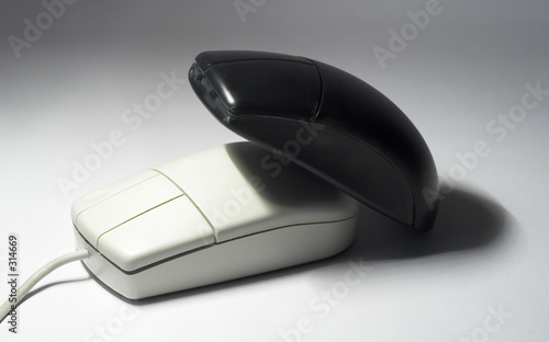 croisement de souris