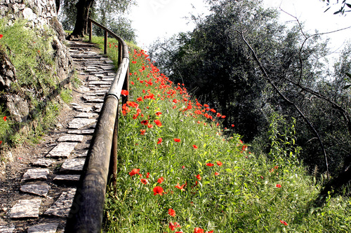 auf dem weg zur burg