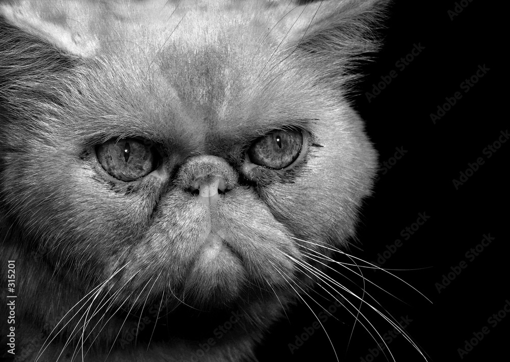 angry persian cat