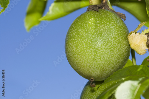 fruit de la passion