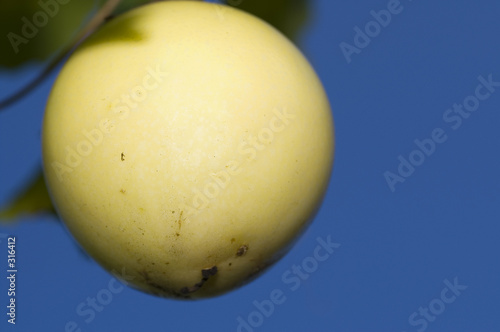 fruit de la passion mûr