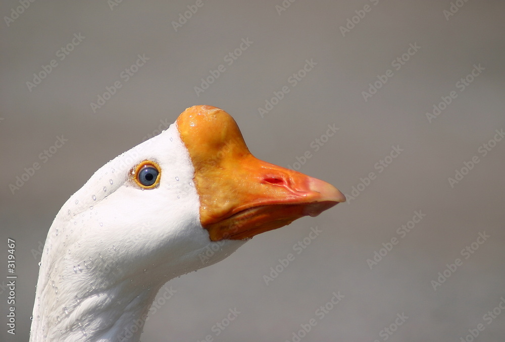 a white goose portrait.