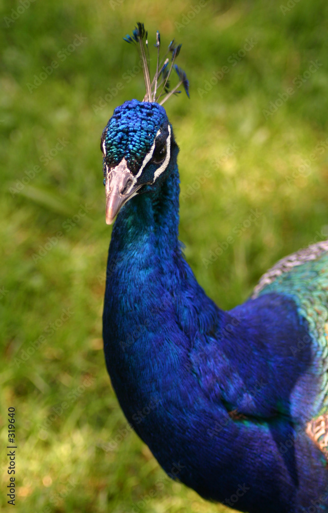 Obraz premium peacock