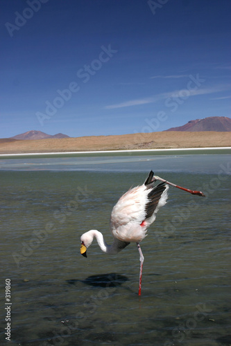 flamand rose  saint james photo