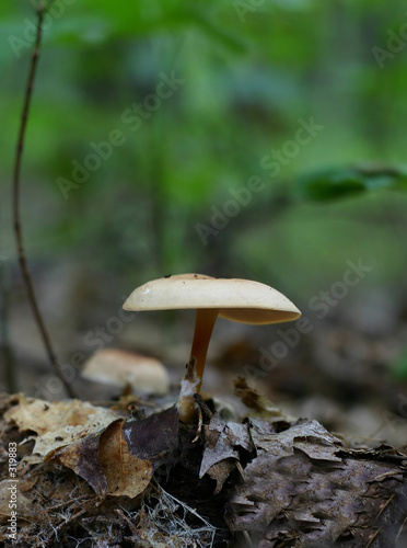 tan mushroom in the woods.