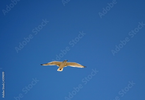 white bird soaring