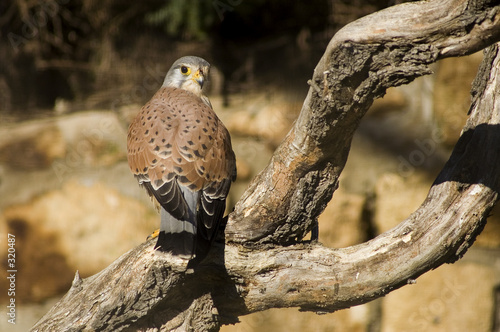 faucon pélerin sur une branche