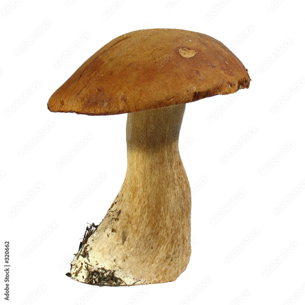 Fotografie boletus edulis