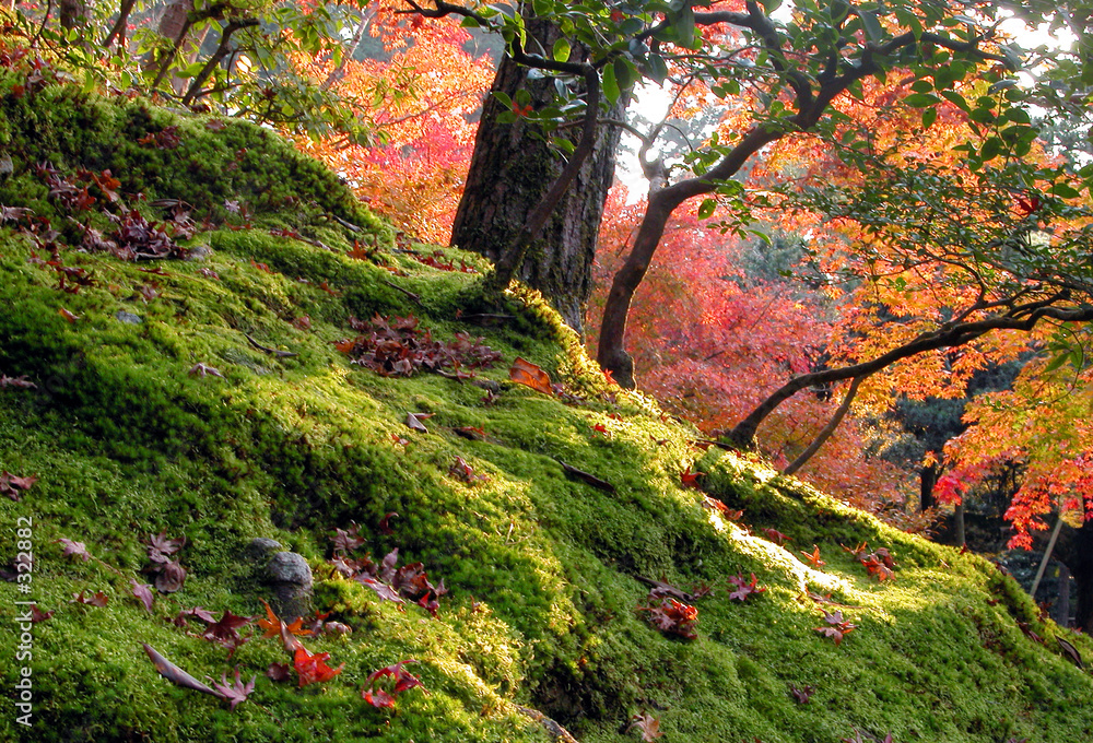 autumn garden
