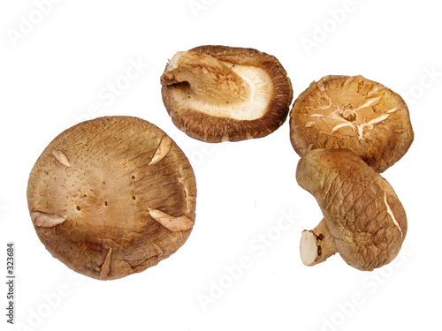 mushrooms-design element