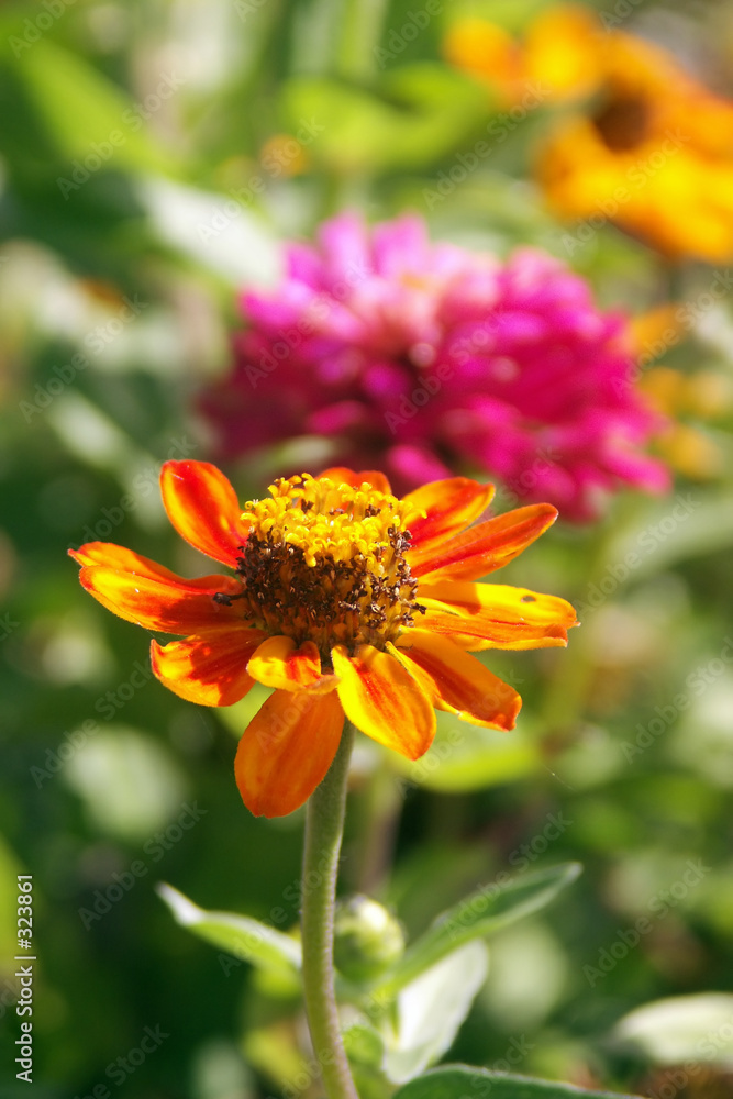 orange and pink zinnia - flowers orange and pink zinnia - flowers