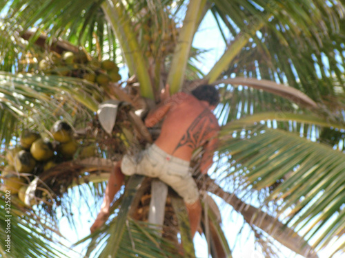 homme dans un palmier