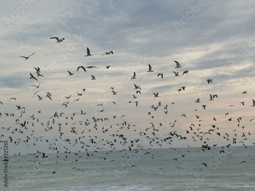 envol d oiseaux pacifique © binax