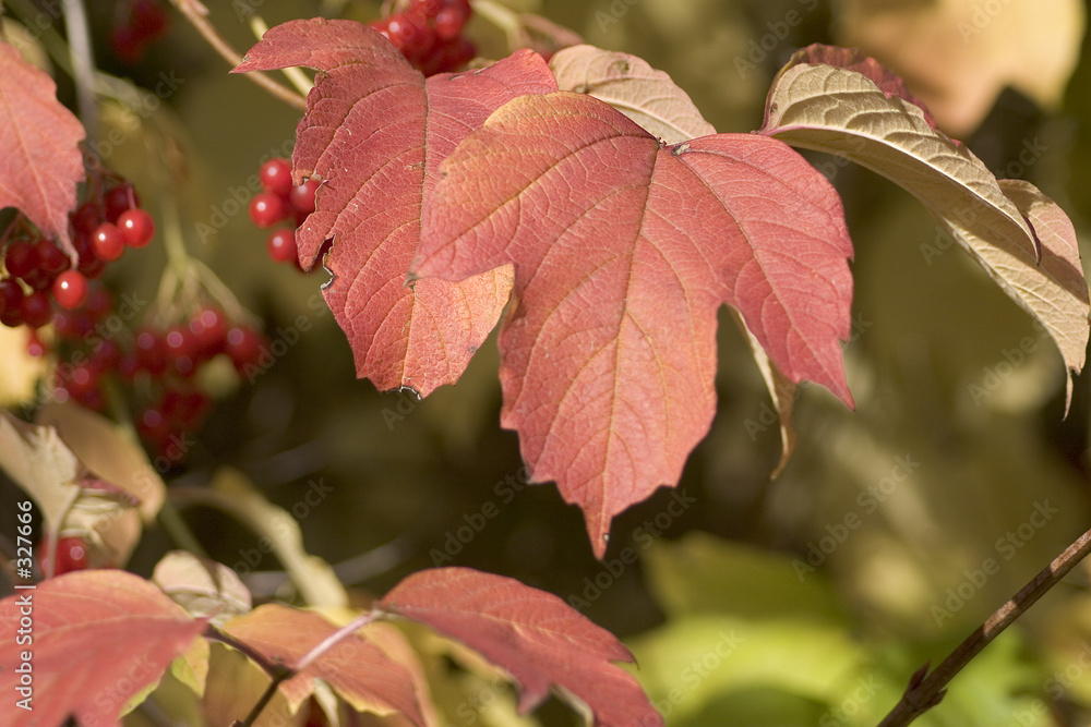 herbstlaub mit roten beeren herbstlaub mit roten beeren