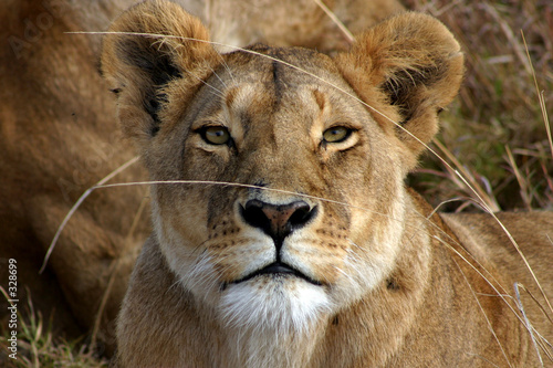 lion staring