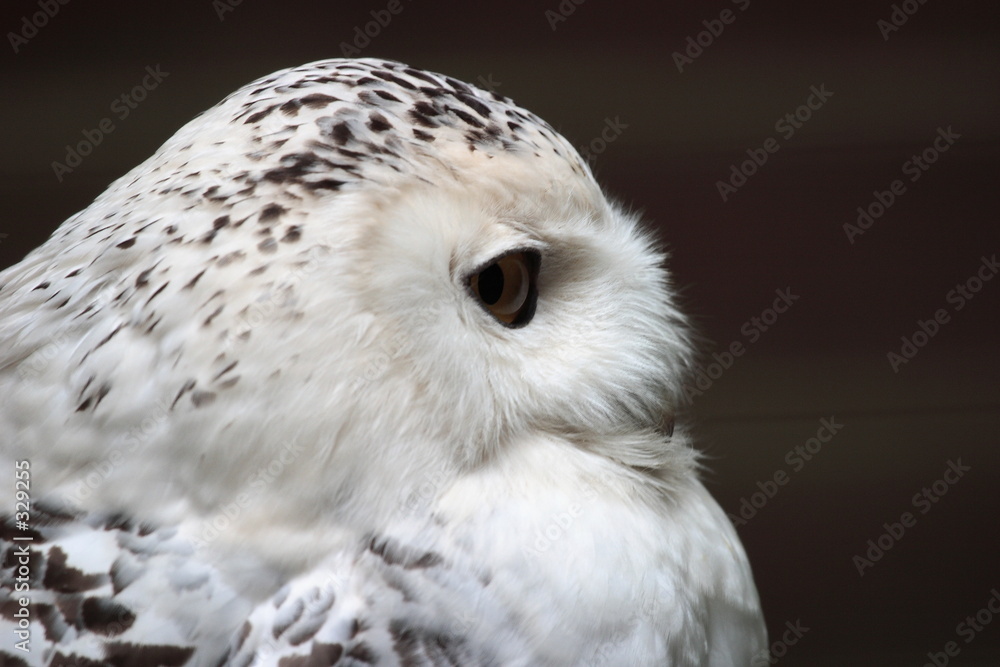 Obraz premium hibou, schneeeule