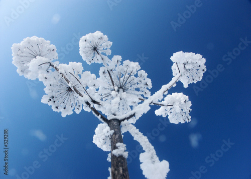 schneeblume photo