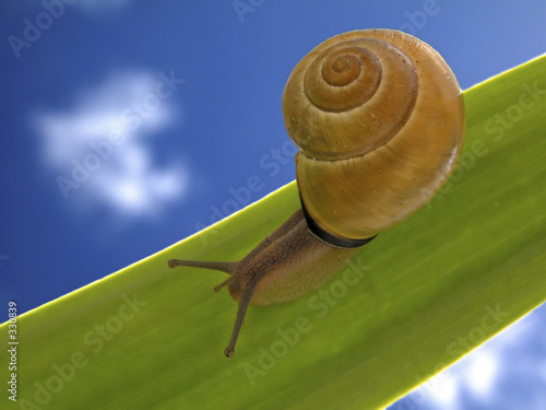 snail in a leaf