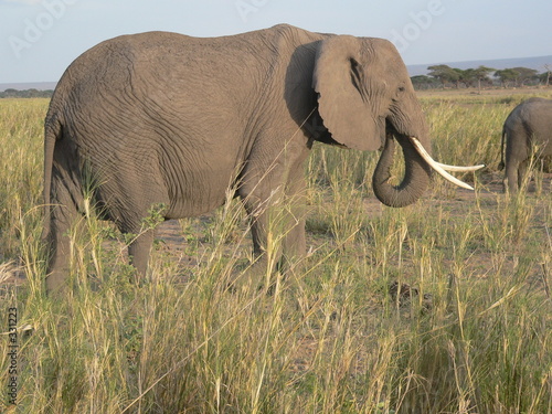 kenya - elephant