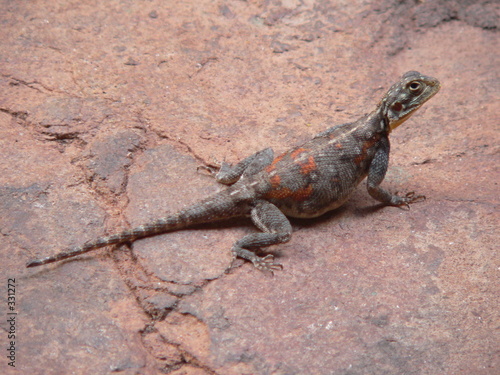 kenya - lezard