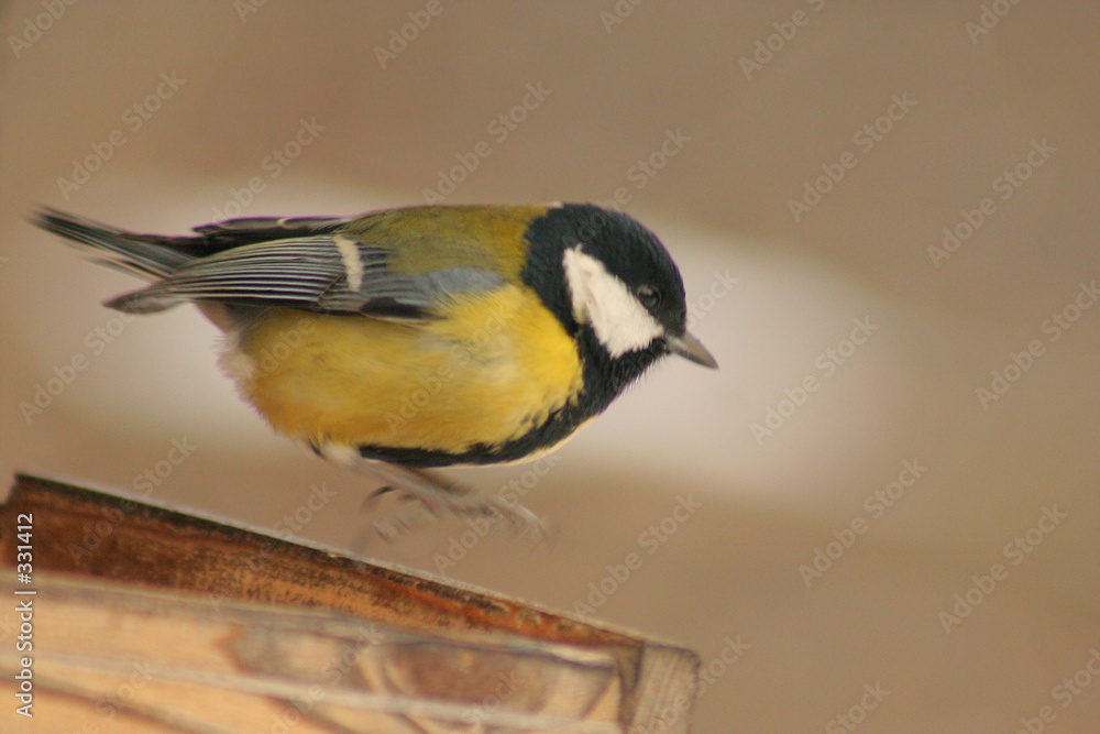 Naklejka premium spring out