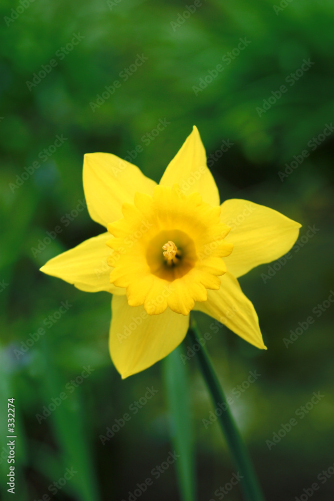 daffodil blossoming