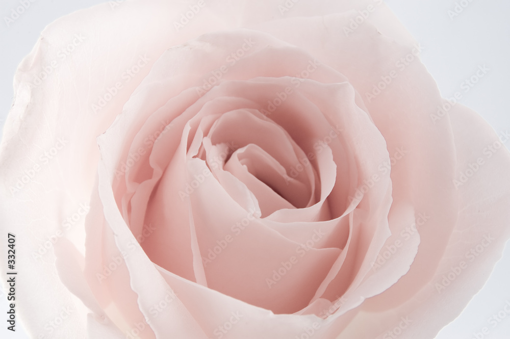 extreem rose extreem rose