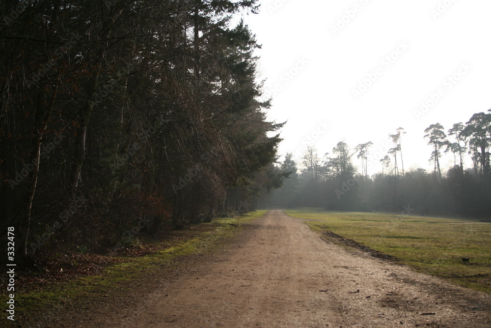 Fototapeta premium path by the woods