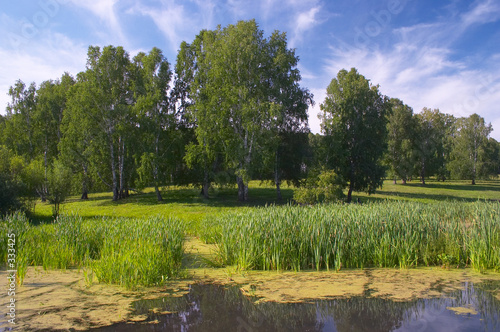 forest pond
